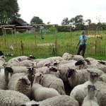 Schapen Scheren in Vroondaal