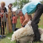 Schapen Scheren in Vroondaal