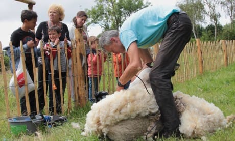 Schapen Scheren in Vroondaal