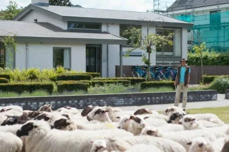 SCHAPEN SCHEREN IN VROONDAAL